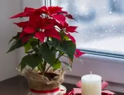 Как да се грижим за цветята през мразовития януари 