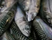  Лесни ТРИКОВЕ, с които незабавно разбираме дали рибата е ПРЯСНА 