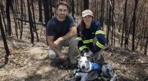 Всеки живот е от значение или как едно куче на име Беър спасява коали