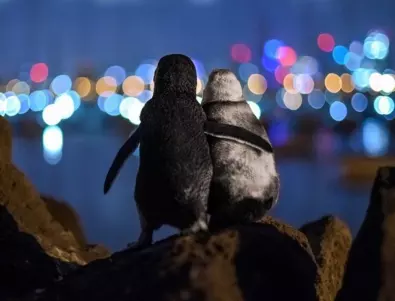 Снимка на два прегърнати пингвина спечели награда за океанска фотография за 2020