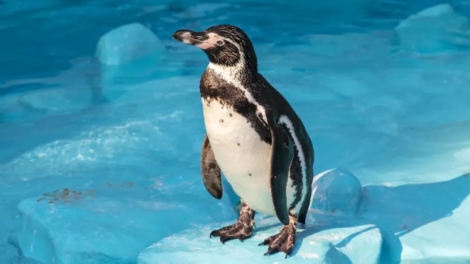 Виц за днес: Две мутри намират пингвин