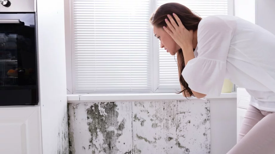 5 стайни растения, които ще ви помогнат да се отървете от мухъла у дома