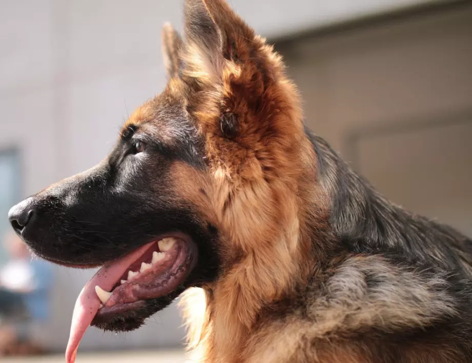 Кучета, откриващи коронавируса, помогнаха на НБА (ВИДЕО)