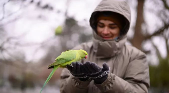 Виц на деня: Георги си купил папагал