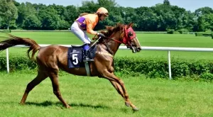 Спортът на кралете се нуждае от повече кралици