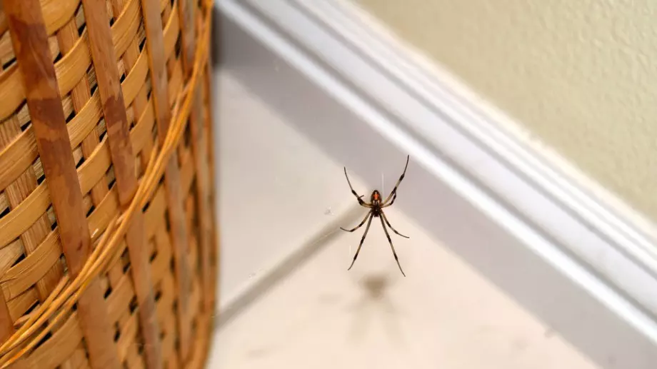 Ето защо да НЕ убивате паяците вкъщи