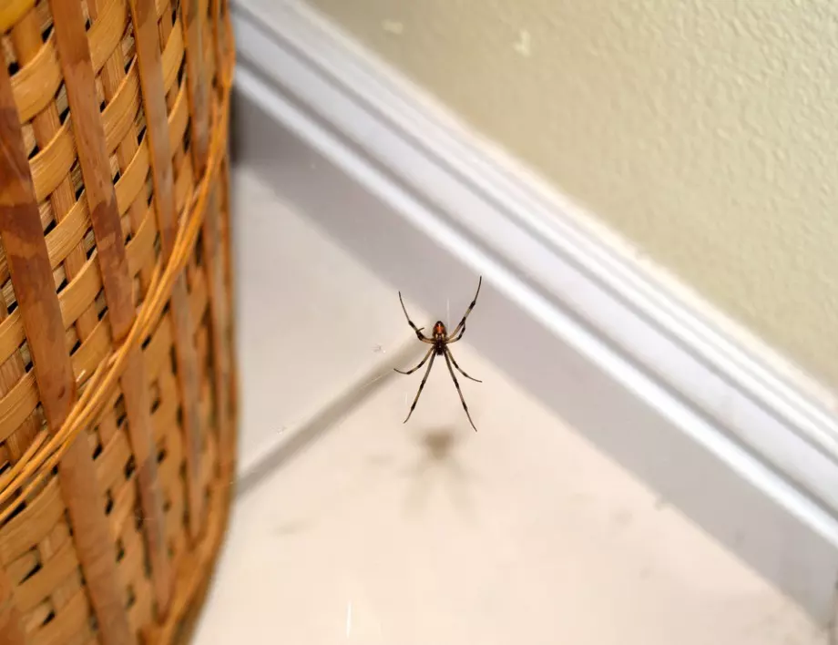 Ето защо в чужбина домакините никога не убиват паяците вкъщи?