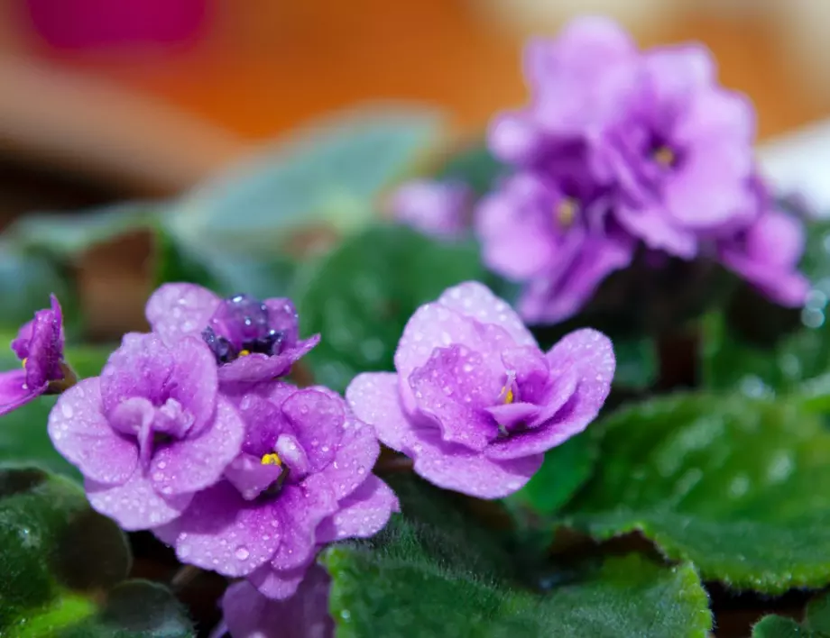 Цветята ви ще се зарадват на тези методи за натурално подхранване
