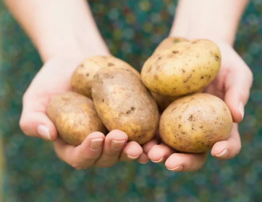 Лечение с картоф – шипове, разширени вени, кожни проблеми