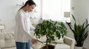 Направете това с водата преди да полеете цветята с нея