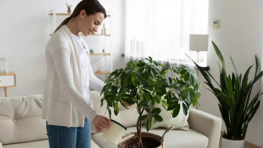 Поливане с газирана вода: Феноменът, от който цветята цъфтят като луди