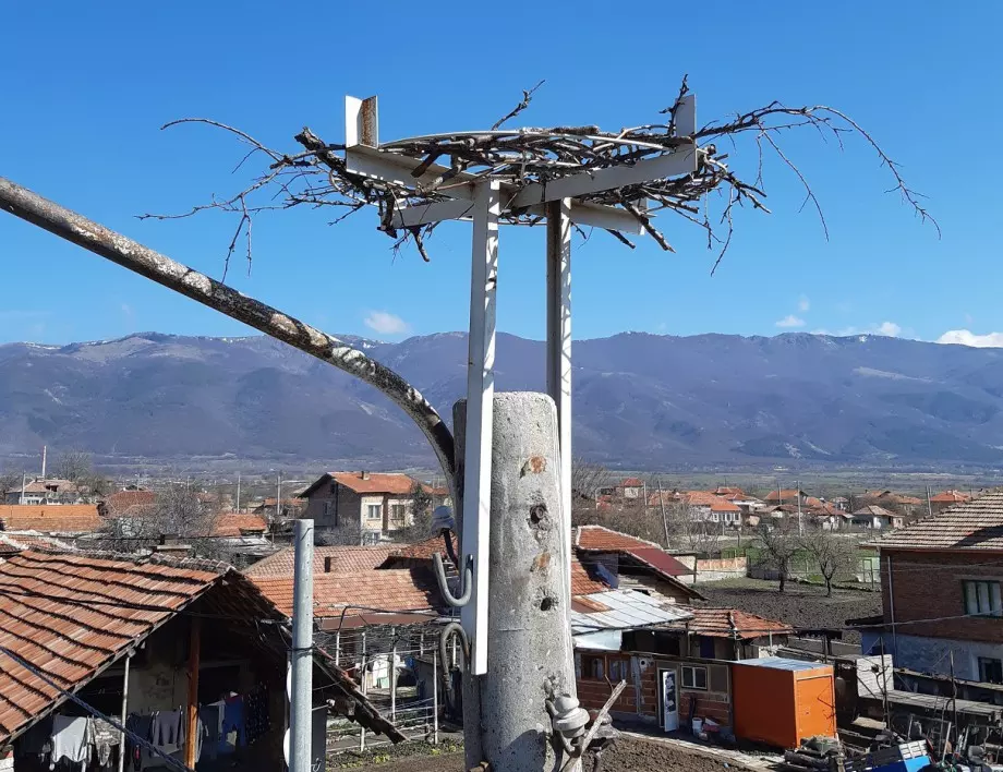 Първите щъркели пристигнаха в новия си дом в с. Боянци (СНИМКИ)