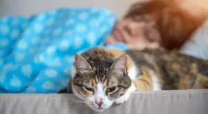 Тези 4 неща се случват, когато котка спи в леглото ви