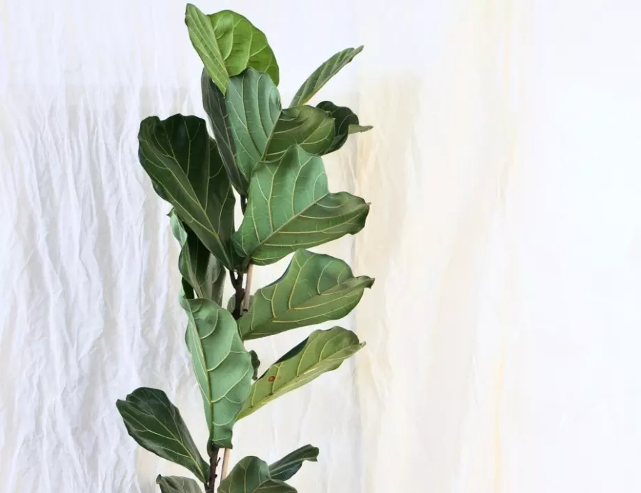 Всеки трябва да има фикус в дома си! Вижте какви ползи носи 