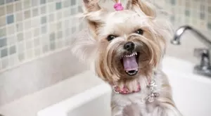 НЕ правете тези 3 неща, ядосвате кучето си