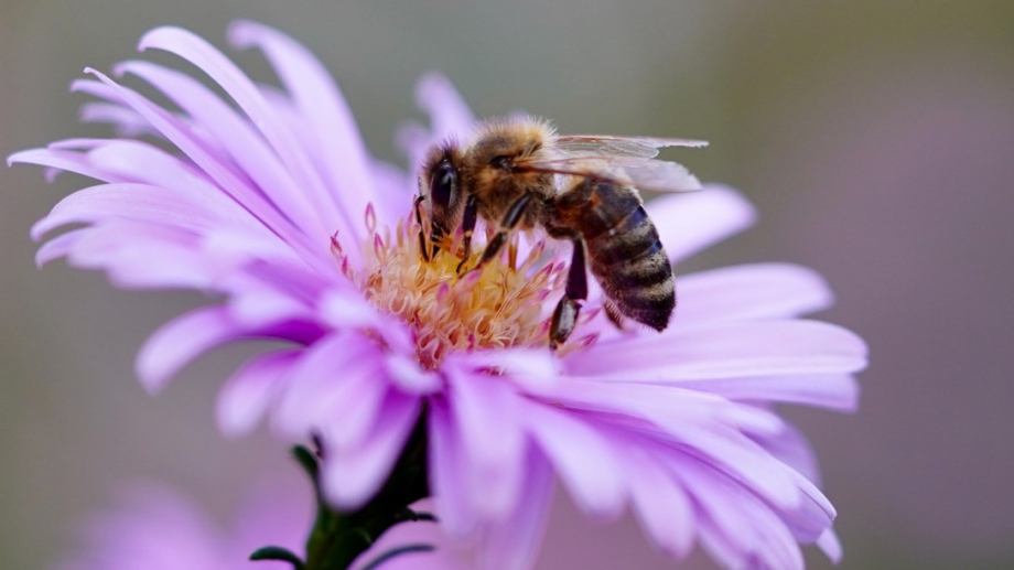 Защо умират пчелите в България За да намери отговор на