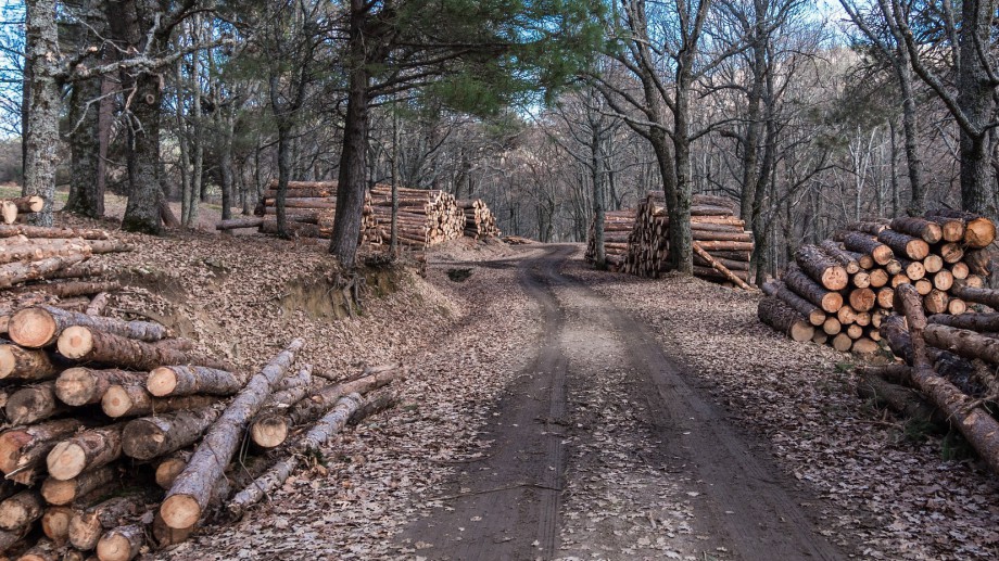 Търговците и строителните компании отлагаха закупуването на дървесина от дъскорезниците,