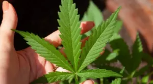 Банките в САЩ ще могат да правят бизнес с компании за канабис