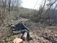 След незаконна сеч: Бракониери нападат горски служители в Дупница