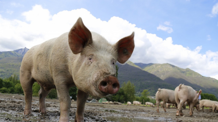Европейската комисия облекчава ограниченията за производство и търговия на свинско
