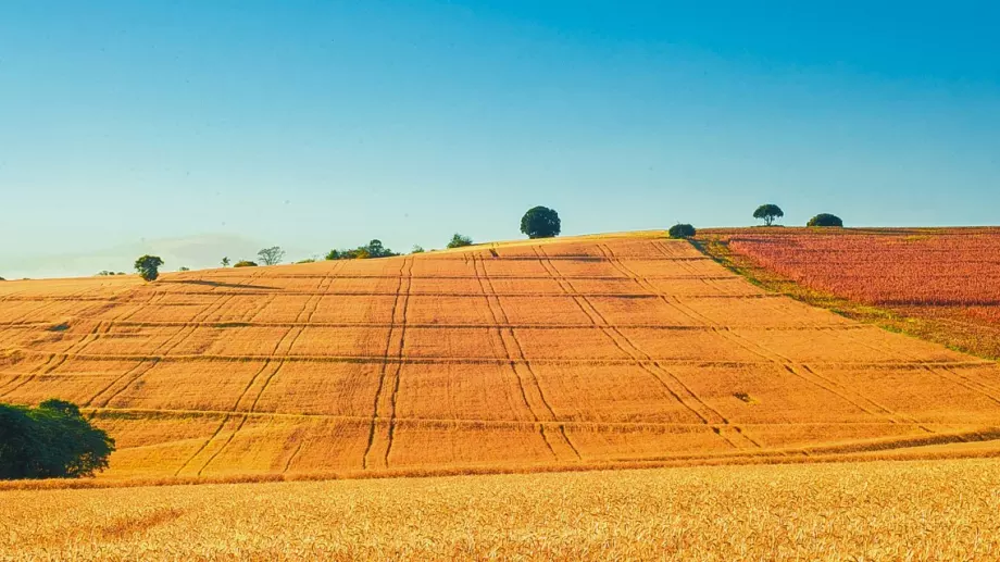 На каква площ се простира земеделието в България?