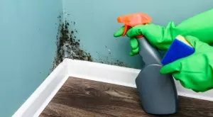 Как ни вреди мухълът вкъщи