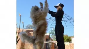 Кучета, които ще ви изумят с размерите си (СНИМКИ)