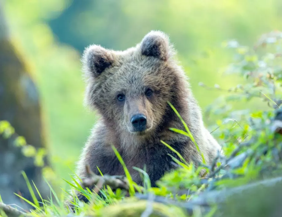 Завръщането на мечките по Viasat Nature