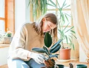  Купете си тези стайни растения и вижте по какъв начин усъвършенстват живота ви! 