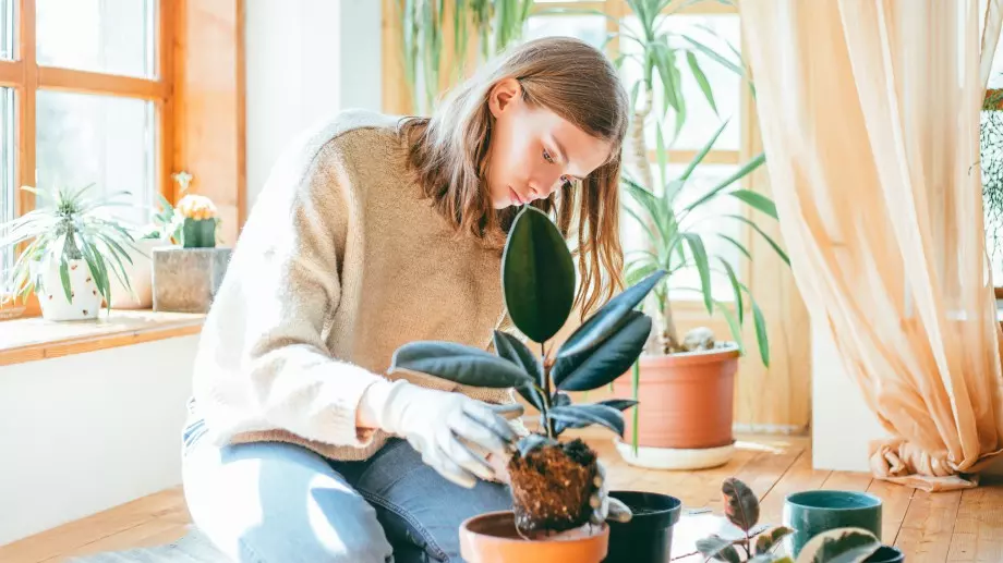 Груби грешки при гледането на цветя през зимата