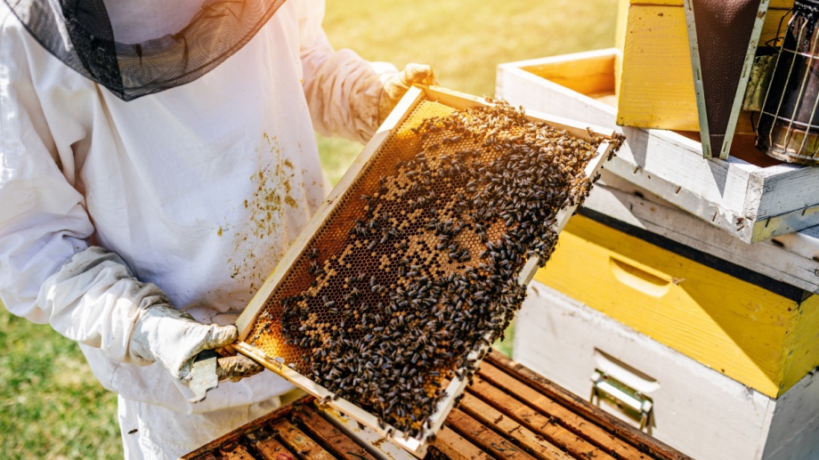 Държавен фонд Земеделие започна изплащането на финансова помощ за пчеларите
