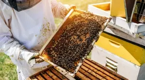 Одобриха помощта за производители на странджански манов мед