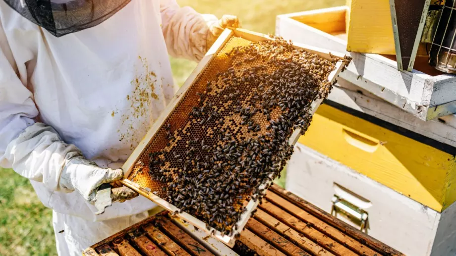 Одобриха помощта за производители на странджански манов мед