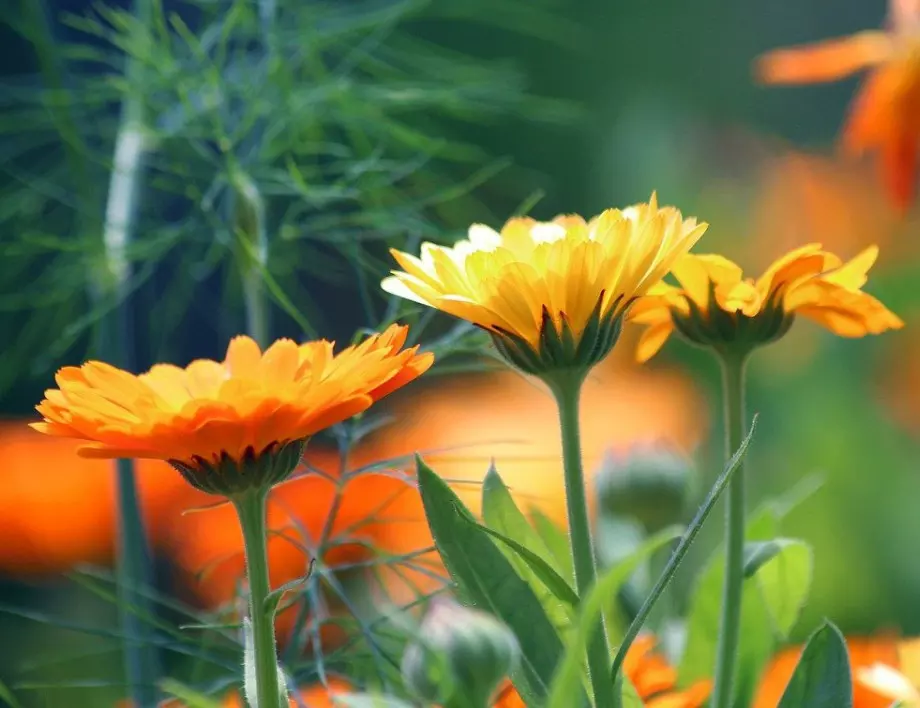 5 познати растения, които ще предпазят градината от вредители: Не всеки знае за това