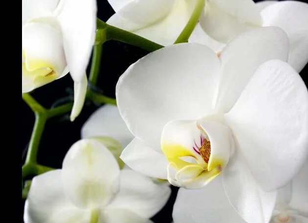 Какво трябва да знаете, ако отглеждате орхидея вкъщи