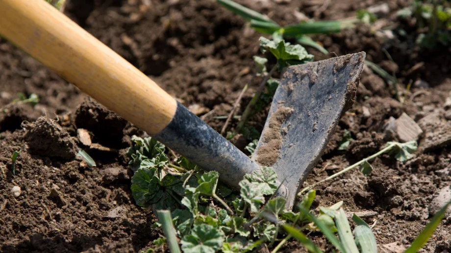 Опитните градинари правят това и в градината им няма плевели