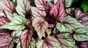 Как да отглеждаме царска бегония в дома си