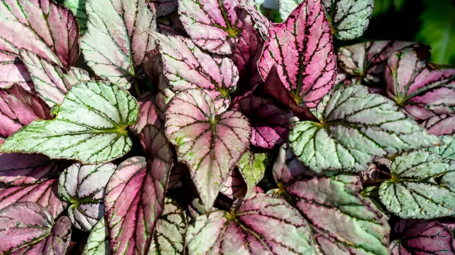 Как да отглеждаме царска бегония в дома си