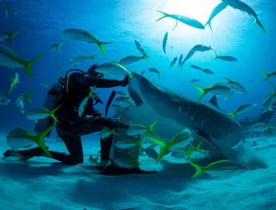 Минисезонът на акулите по Viasat Nature: Океанските хищници са застрашените