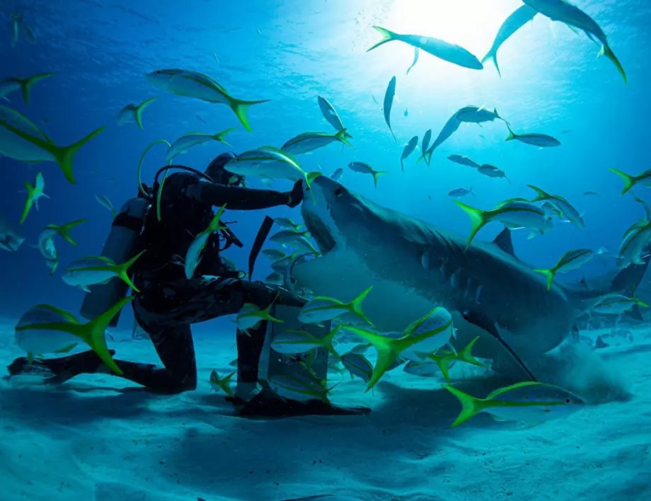 Минисезонът на акулите по Viasat Nature: Океанските хищници са застрашените