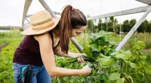 Грешките, които дори опитните градинари допускат при отглеждането на краставици
