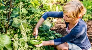 Опитните градинари използват тази смес за хрупкави и сладки краставици