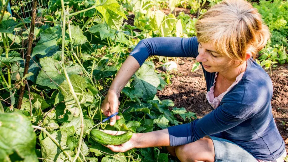 Опитните градинари използват тази смес за хрупкави и сладки краставици