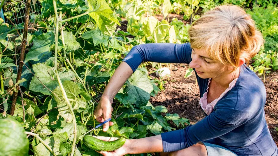 Мъжки и женски цветя на краставици: Каква е разликата?