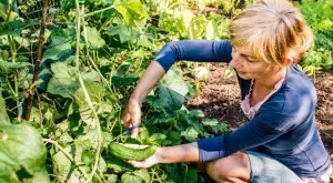 Как да гледате краставици, така че да се радвате на обилна реколта 