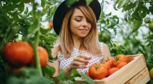 Няколко любопитни факта за доматите