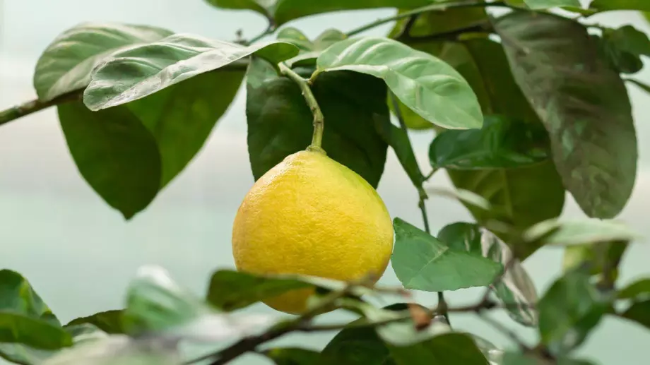Стъпка по стъпка: Как да си отгледаме лимон вкъщи 