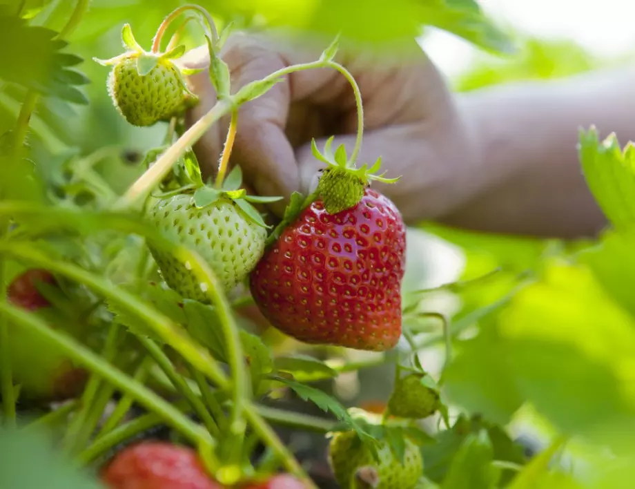 Какво ще се случи, ако засадите картофи до ягодите?