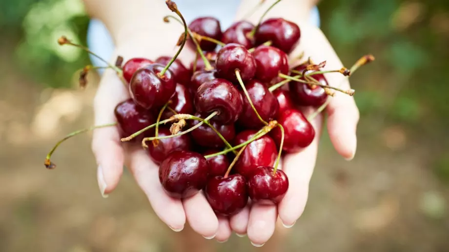 Полиция и жандармерия охраняват черешобера в Кюстендилско