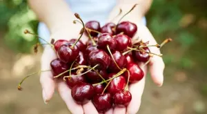 7 здравословни ползи от консумацията на череши